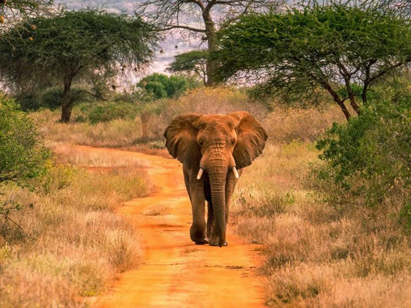 Tsavo West National Park