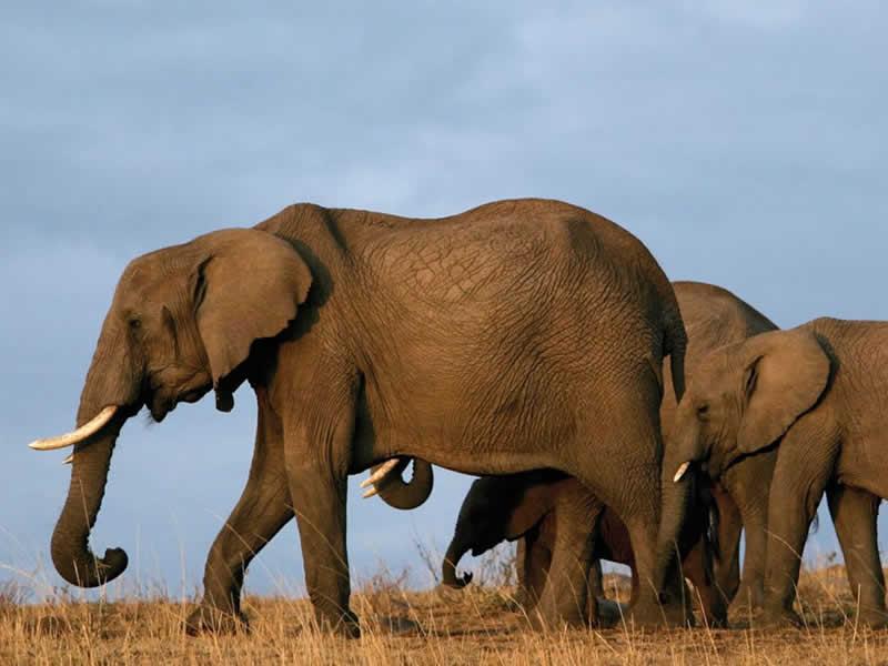 Tsavo East National Park