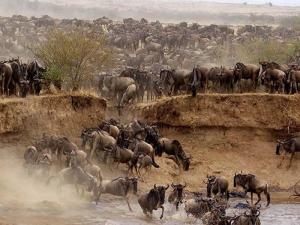 Another view of the Great Wildbeest Migration crossing a river in  Maasai Mara.