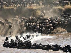 The Great Wildbeest Migration crossing a river in  Maasai Mara.